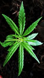 High angle view of plant in sunlight