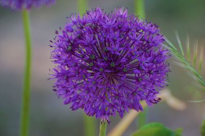 Close-up of purple flowering plant