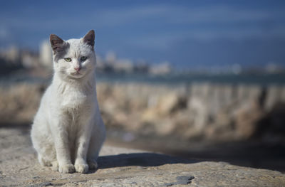 Portrait of white stray cat on retaining wall against sky