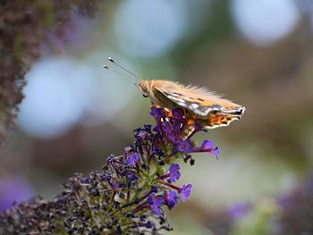 Close-up of butterfly pollinating on purple flower