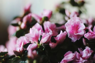 Close-up of pink flowers