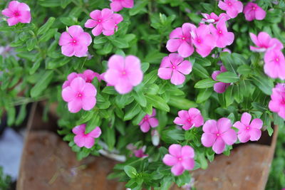 Close-up of pink flowers blooming outdoors