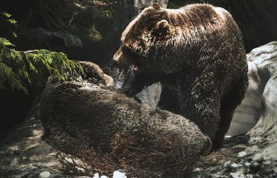 View of two grizzly bears play fighting in a forest