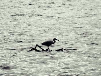 Bird flying over sea