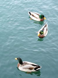 High angle view of duck swimming in lake