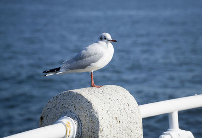 Seagull perching on wooden post