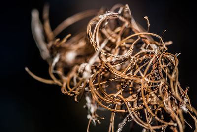 Close-up of dried plants