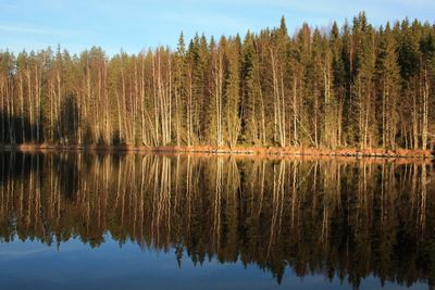 Reflection of trees in calm lake