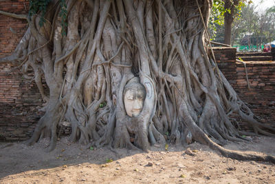 Trees growing in temple
