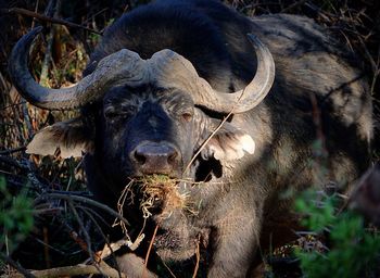 Portrait of buffalo eating grass