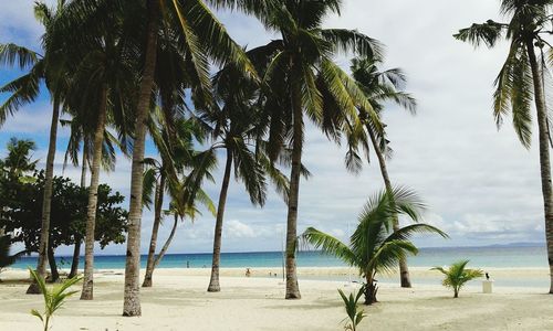 Palm trees on beach