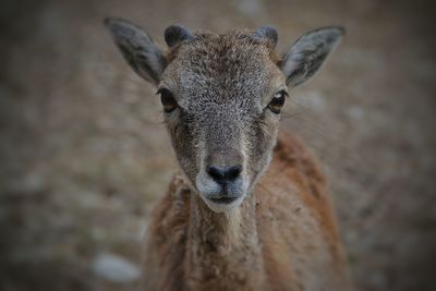 Close-up portrait of fawn at zoo