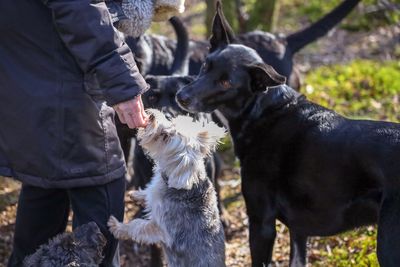 Man standing with dog