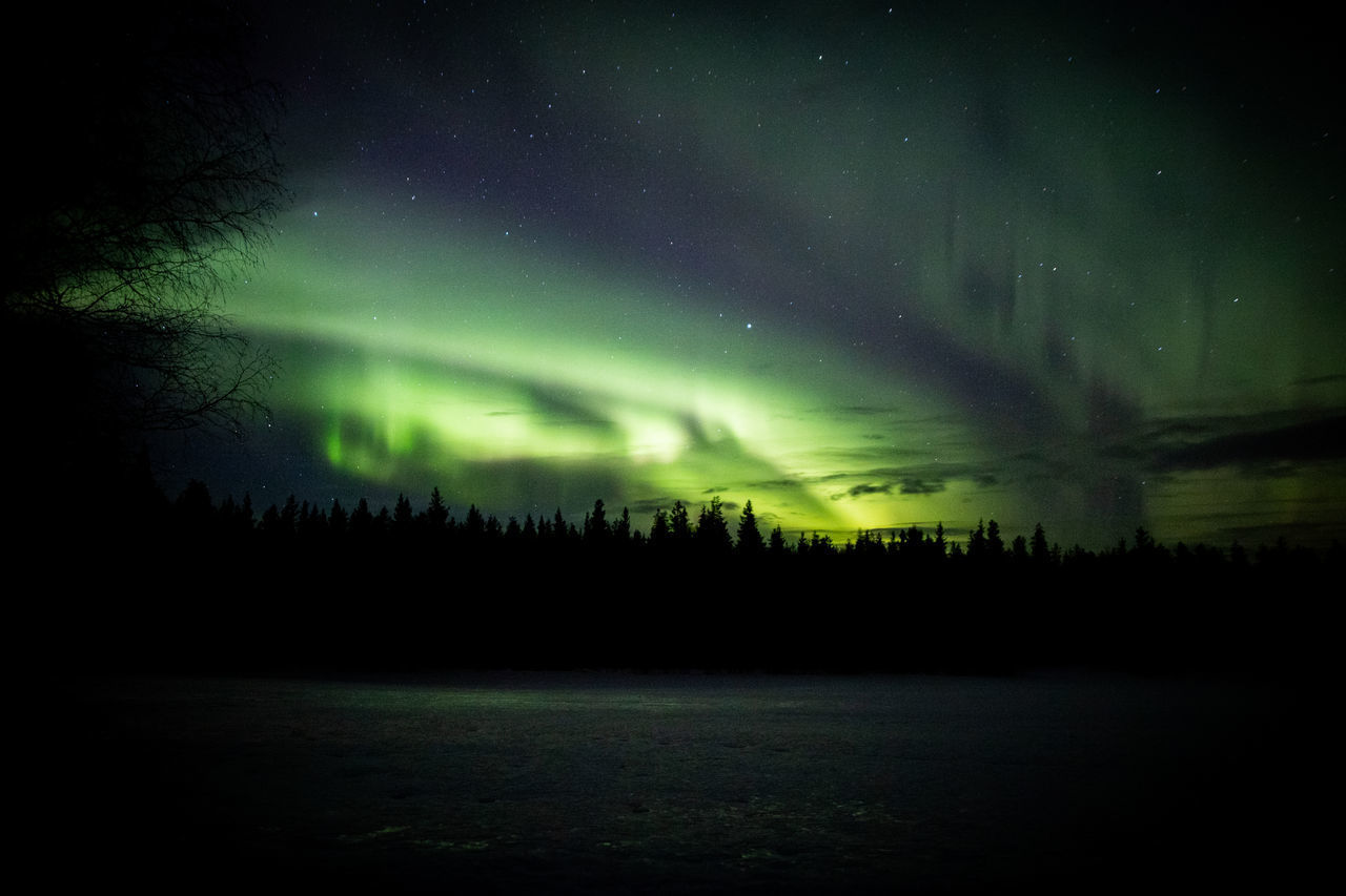 SCENIC VIEW OF SILHOUETTE TREES AT NIGHT