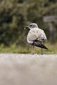 Close-up of bird perching on a field