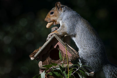 Close-up of squirrel on tree