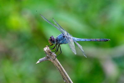 Close-up of dragonfly on plant