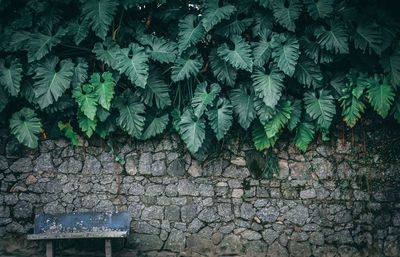 High angle view of ivy on wall