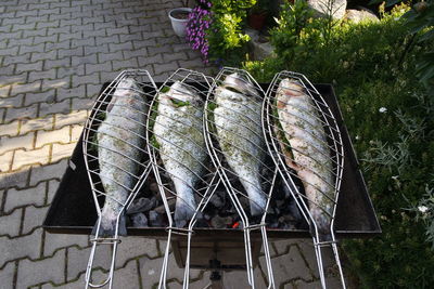 High angle view of grilled fish on barbecue