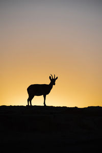 Silhouette deer standing on field against sky during sunset