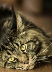 Close-up portrait of cat relaxing on hardwood floor