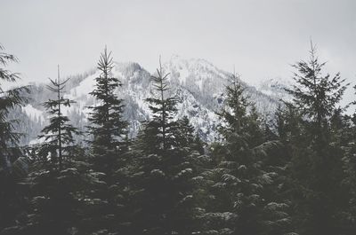 Pine trees in forest against sky during winter