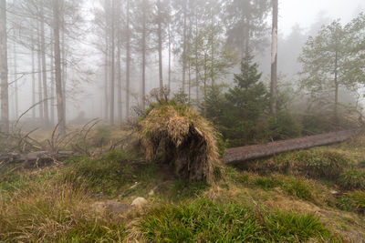 Trees on field in forest