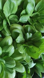 Full frame shot of green leaves