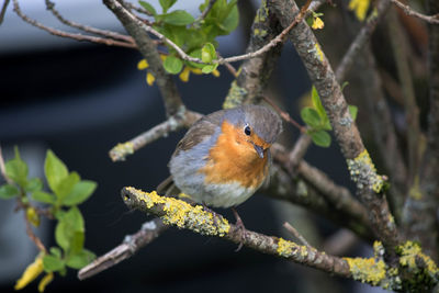 Close-up of bird perching on branch