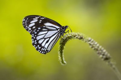 Close-up of butterfly pollinating flower