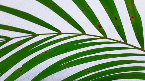 Full frame shot of palm leaf