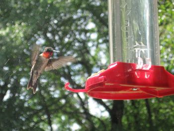 Red bird flying over water