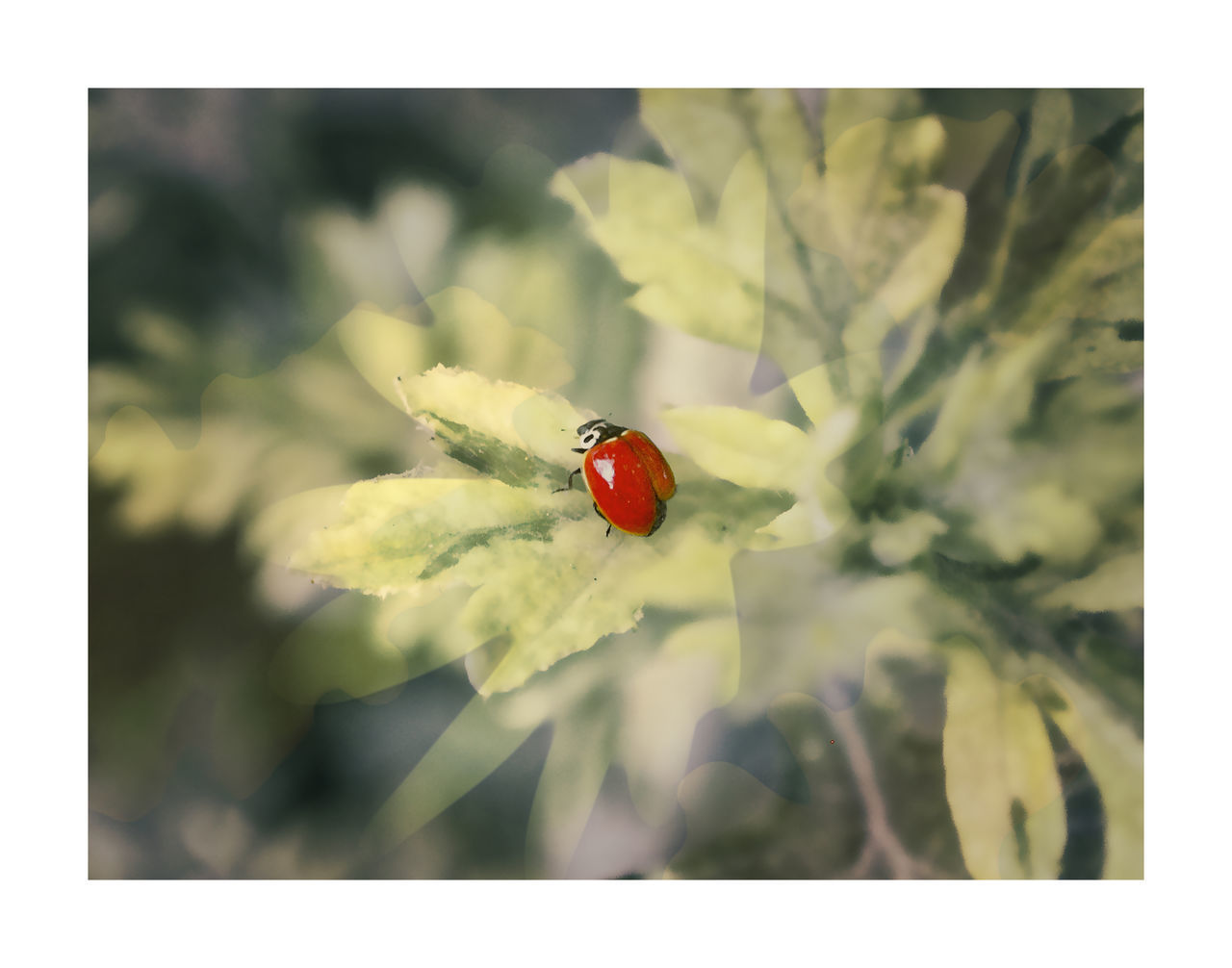 LADYBUG ON PLANT