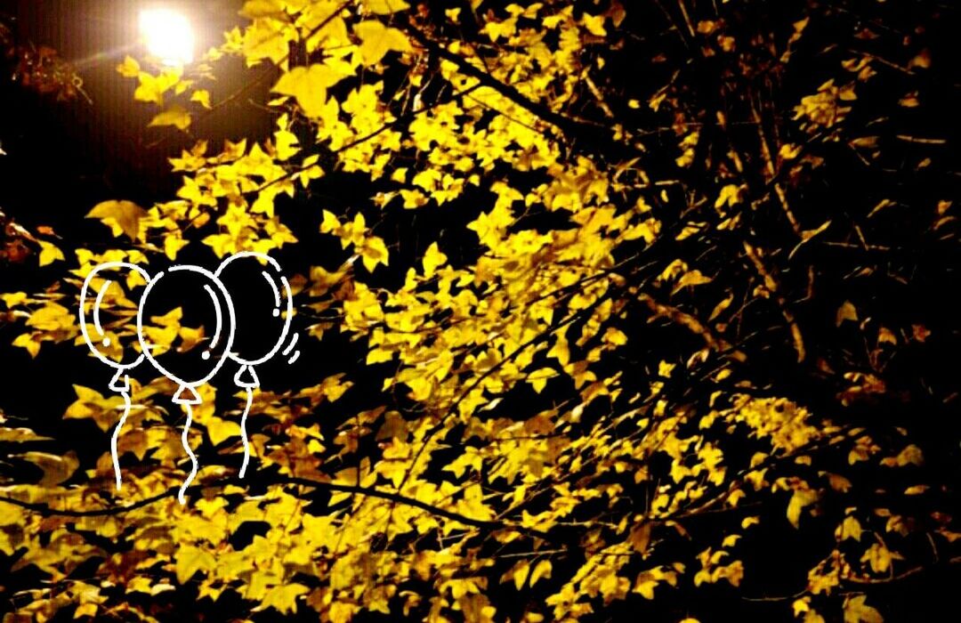yellow, growth, illuminated, branch, low angle view, plant, night, tree, nature, leaf, close-up, beauty in nature, sunlight, lighting equipment, no people, outdoors, flower, silhouette, orange color, street light