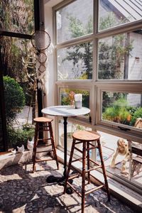 Potted plants on table at home