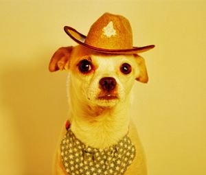 Close-up portrait of dog against yellow background