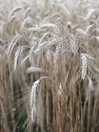 Close-up of wheat crops on field