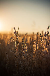 Close-up of dry plants in field