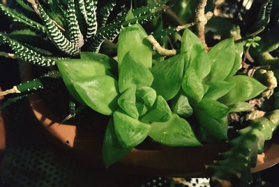 High angle view of succulent plant leaves