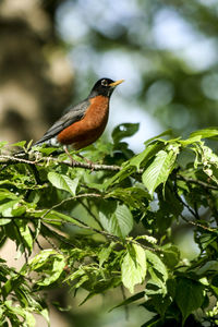 Close-up of bird perching on a plant