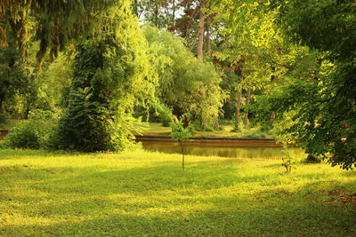 Trees in park during autumn