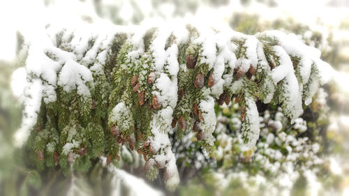 Close-up of snow covered tree