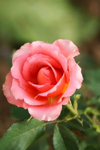 Close-up of pink rose