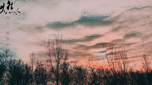 Silhouette plants against sky at sunset