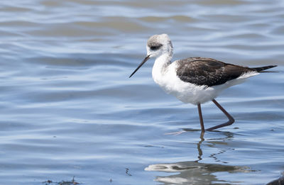 Close-up of stilt at beach