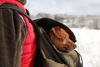 Close-up of a dog in snow