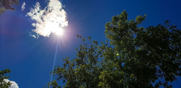 Low angle view of sunlight streaming through tree