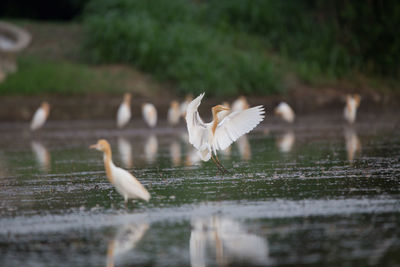 Seagulls flying over lake