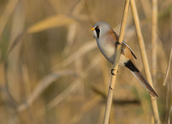 Close-up of bird perching on twig