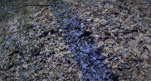 Full frame shot of turtle against sky